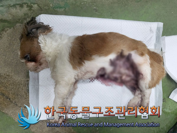 한국동물구조관리협회_441406202301436